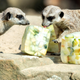 If it’s good enough for a meerkat, it’s good enough for you